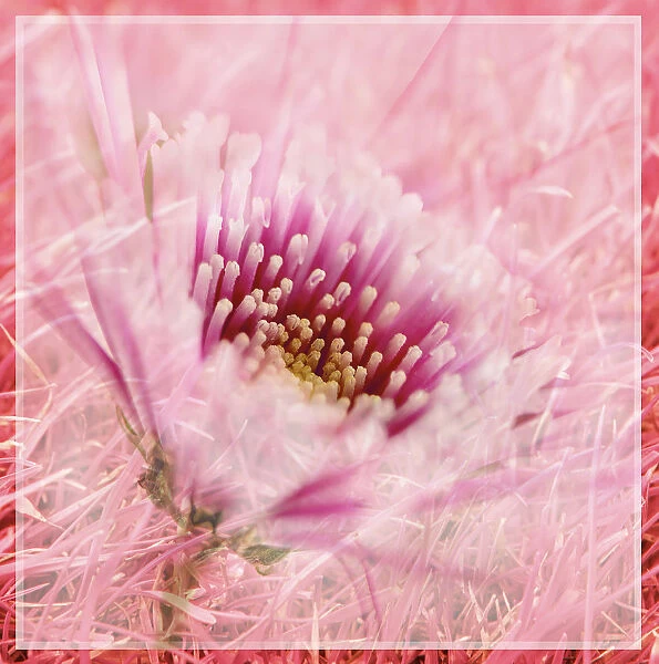 Flower One Manipulated Orientation Square Nobody