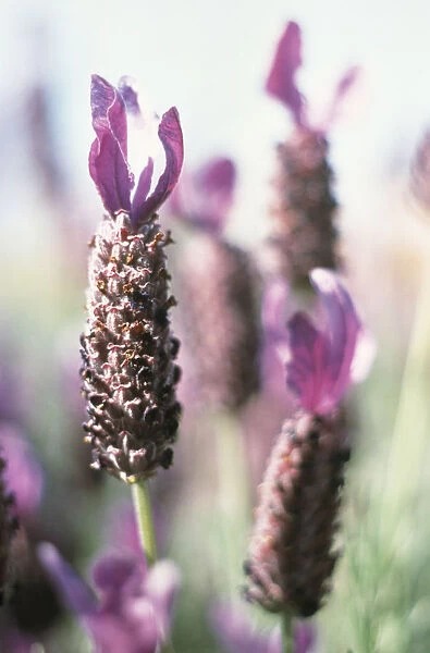 GC_261. Lavandula stoechas. Lavender - French lavender. Purple subject
