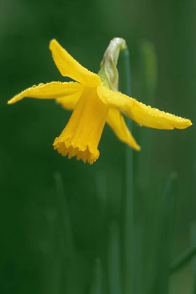 JW_0027. Narcissus February gold. Narcissus. Yellow subject. Green b / g