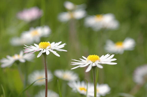 KB_0070. Bellis perennis. Daisy - Lawn daisy. White subject