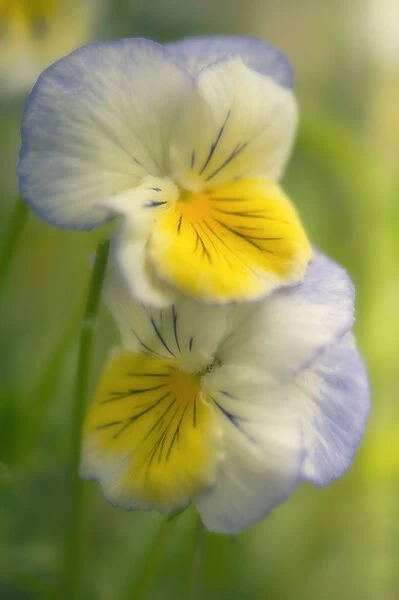 MAM_0303. Viola wittrockiana. Pansy. Mixed colours subject