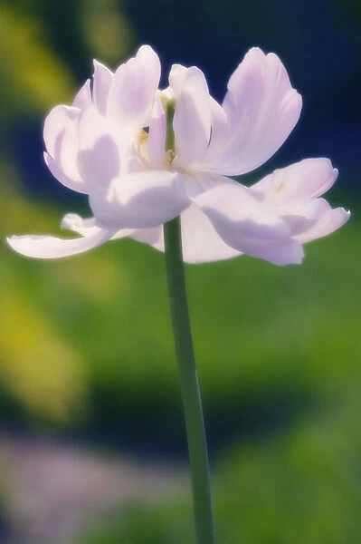 MAM_0366. Tulipa - variety not identified. Tulip. Pink subject