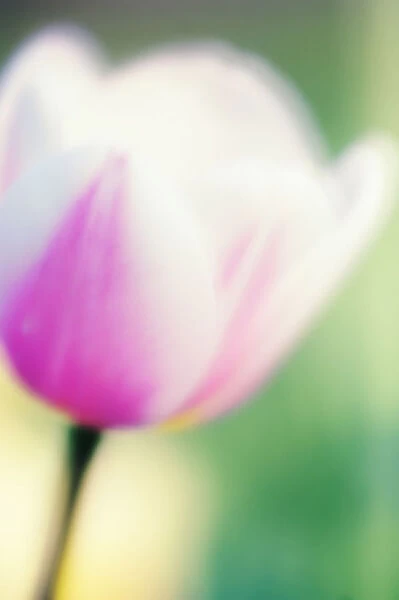 MAM_0552. Tulipa - variety not identified. Tulip. Pink subject