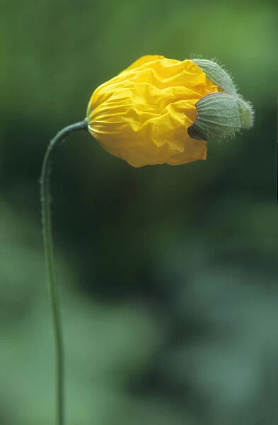 PST_0120. Meconopsis cambrica. Poppy - Welsh poppy. Yellow subject. Green b / g