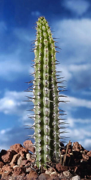 RGZ_0022. Echinocereus - variety not identified. Cactus. Green subject