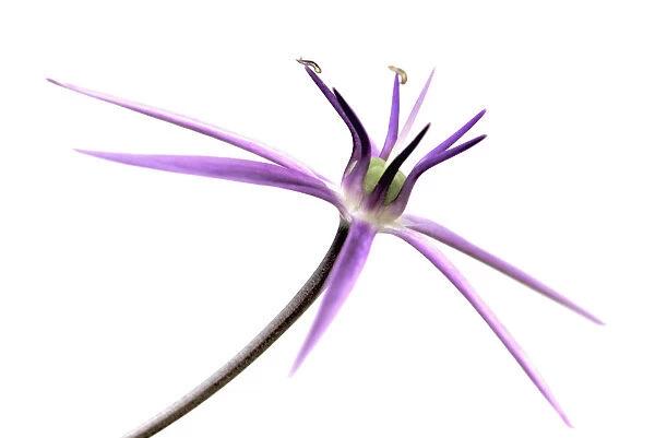 SK_0177. Allium cristophii. Allium. Purple subject. White b / g