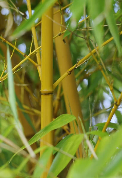 SK_0590. Bambusa - variety not identified. Bamboo. Yellow subject. Green b / g