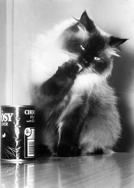 Animals - Cats. Toffee the Persian cat. September 1951 P000610