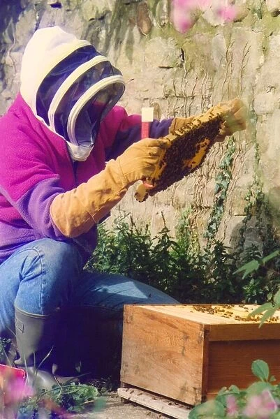 A beekeeper checking on his bees and the honey they have made