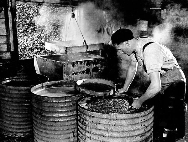 Cockle Industry Leigh on Sea, Essex. May 1938
