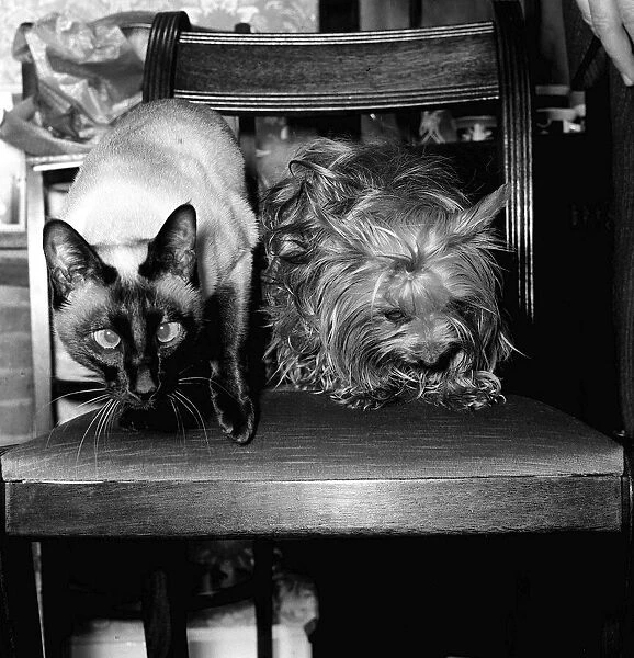 Twiggy the siamese cat and Tiger the Yorkshire terrier January 1978 Twiggy saved