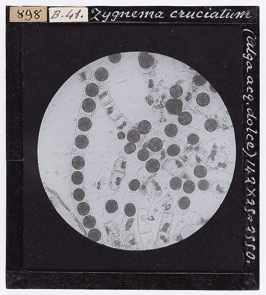 Microscopic enlargment of cells of Zygnema Cruciatum