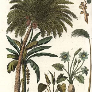 African vegetation including papyrus, date