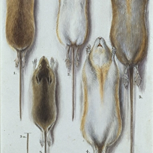 Apodemus sylvaticus, long-tailed field mouse