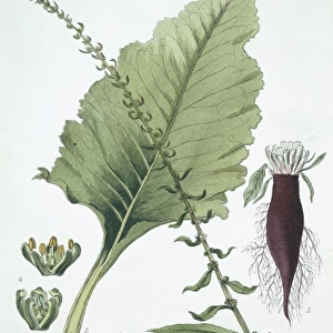 Beta vulgaris, common beet
