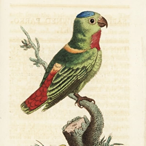 Blue-crowned hanging-parrot, Loriculus galgulus
