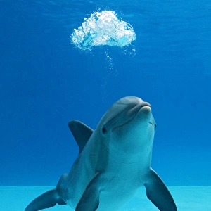 Bottlenose dolphin - blowing air bubbles underwater