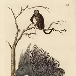 Brazilian bearded monkey species and crested
