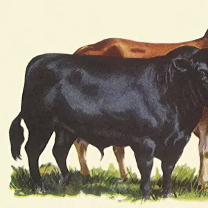 Two Breeds of Cattle Date: 1948