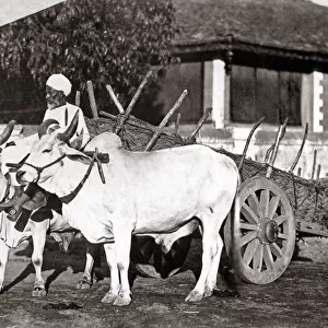 Bullock cart and handler, India, c. 1890