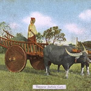 A Burmese Water Buffalo Cart