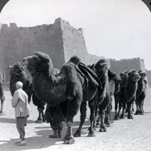 Camel caravan, city wallls, Beijing, Peking, China c. 1900