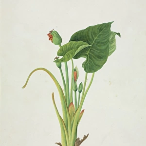 Colocasia sp