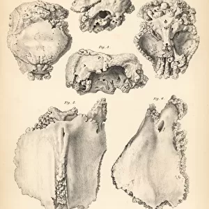 Cranium and sternum of the extinct Rodrigues