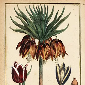 Crown imperial lily, Fritillaria imperialis, and tulips