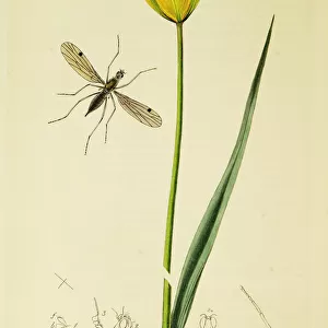 Curtis British Entomology Plate 513
