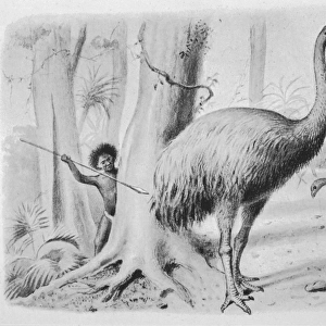 Dinornis Giganteus
