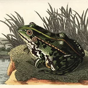 Edible frog or common green frog, Pelophylax kl. esculentus