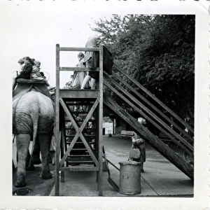 Elephant Ride - Southampton Zoo, Southampton, Hampshire