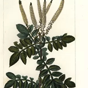 Encenillo, Weinmannia pubescens