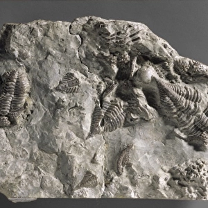 Encrinurus punctatus, trilobites