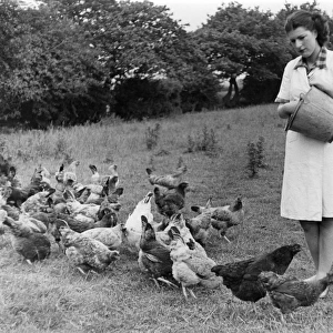 Feeding Hens