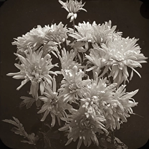 Flowers - Chrysanthemums
