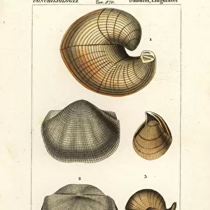 Fossils of extinct lamp shells
