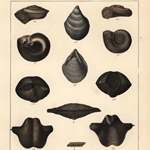 Fossils of extinct sea snails or the Silurian