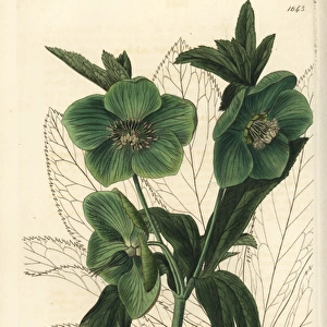 Fragrant or sweet hellebore, Helleborus odorus