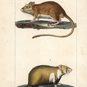 Gerbil, Gerbillus species, and European hamster