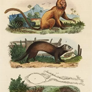Golden lion tamarin (endangered, alpine marmot and ferret