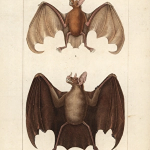 Greater bulldog bat, Noctilio leporinus