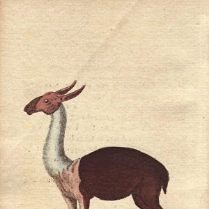 Guanaco, a species of camel native to the New
