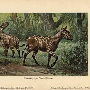 Hypohippus, extinct genus of three-toed horse