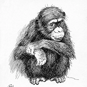 Illustration by Cecil Aldin, The Chimpanzee