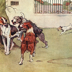 Illustration, Peter, the fox terrier, with three big dogs