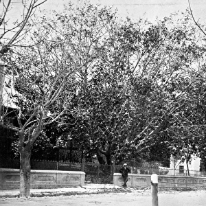 Indian Rubber Tree, Hamilton, Bermuda 1873