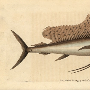 Indo-Pacific sailfish, Istiophorus platypterus