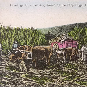 Jamaica - Harvesting the Sugar Cane Crop